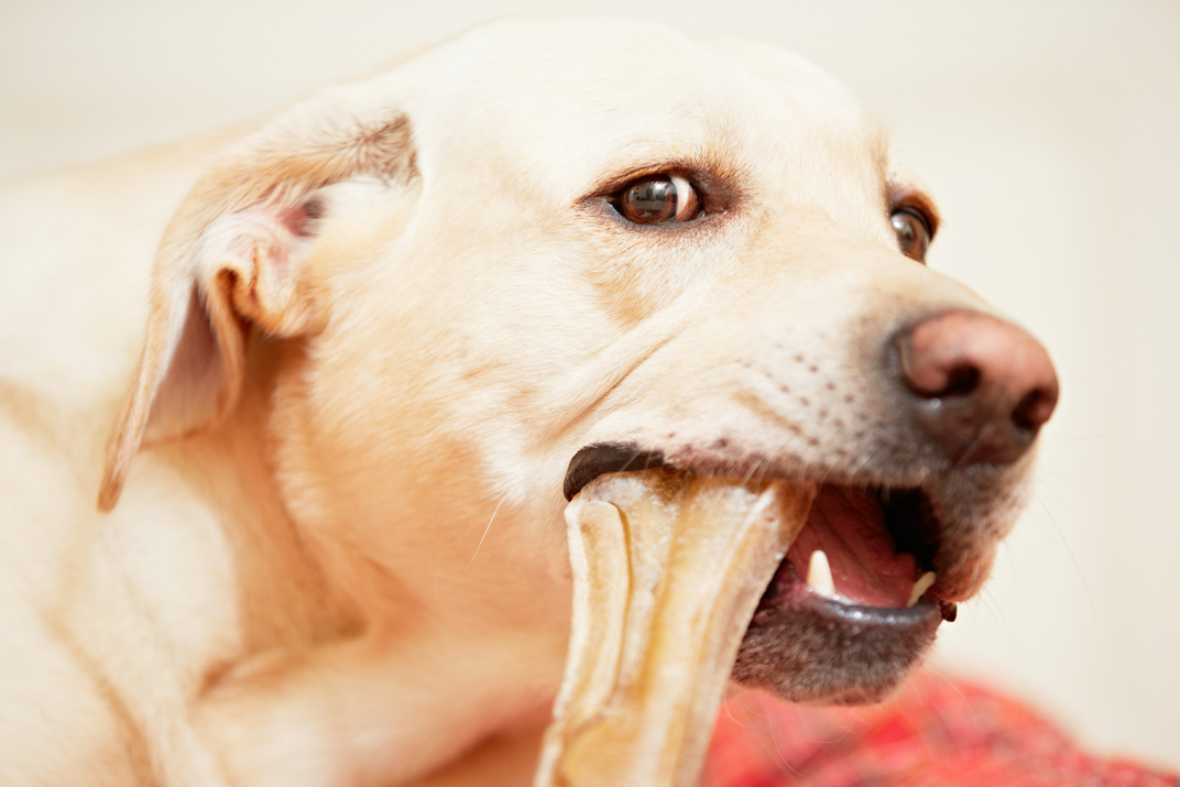 Dog with bone