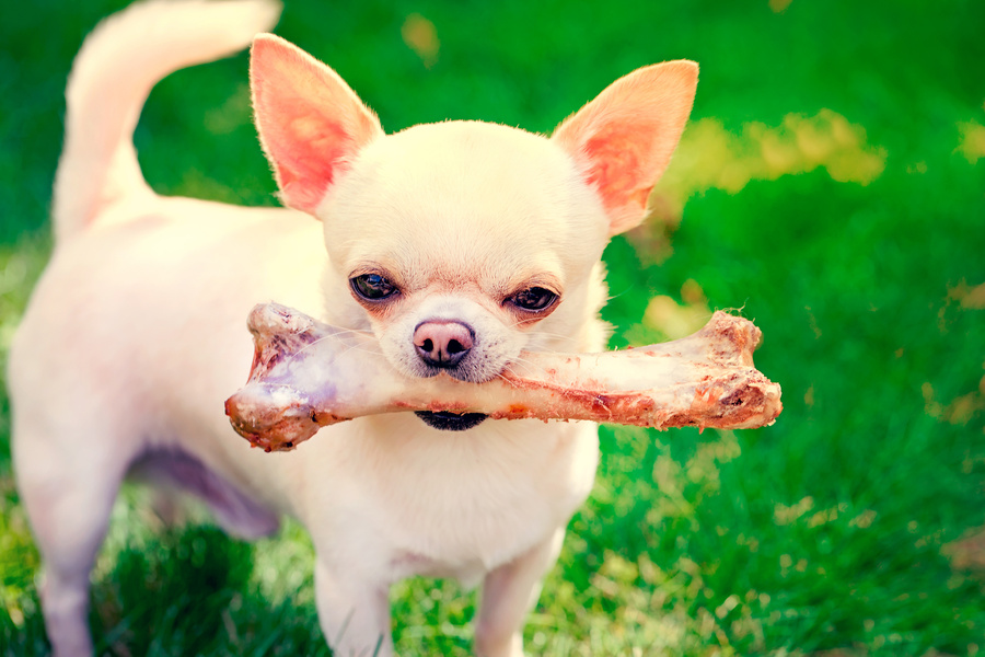 funny dog with bone