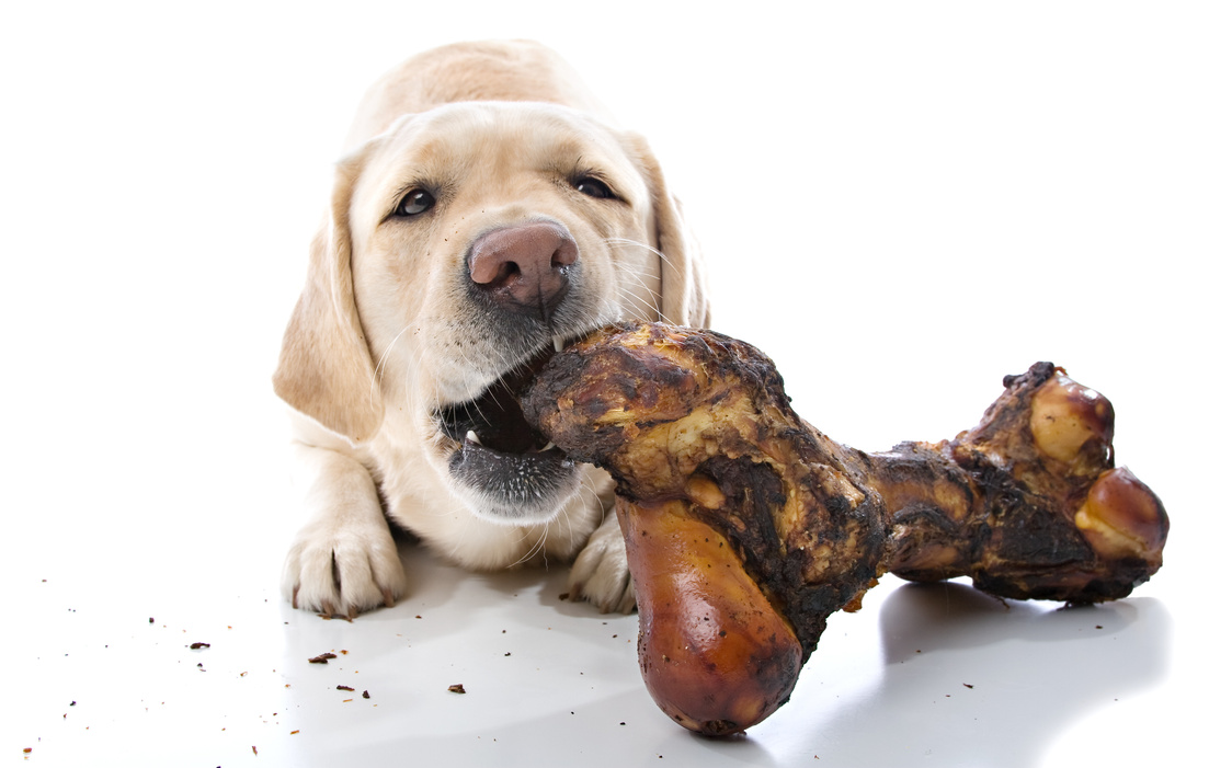 Dog chewing large bone