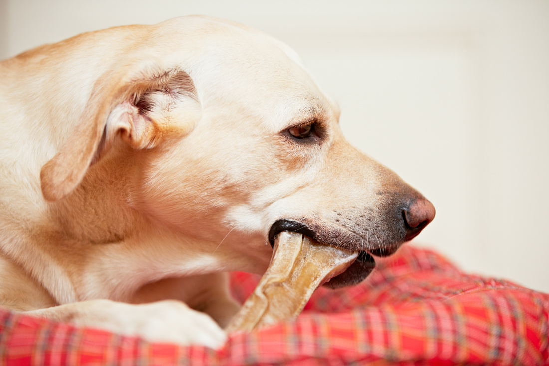 Dog with bone